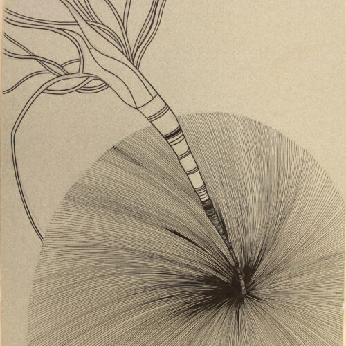 Untitled (Sea Anemone), n.d.